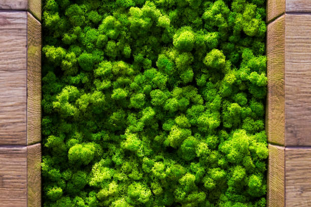 istock Green moss backgruond close up interior design. top view close up 1090854298