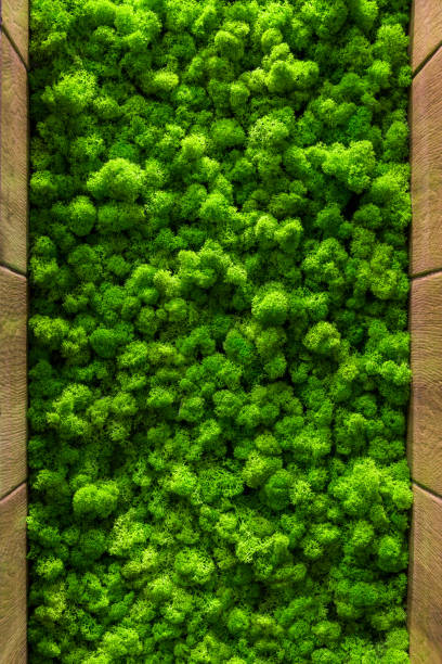 istock Reindeer moss wall, green wall decoration Cladonia rangiferina interior mock up textured 1090854304