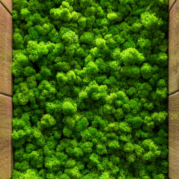 istock green moss background texture close up Top view interior design 1090854472