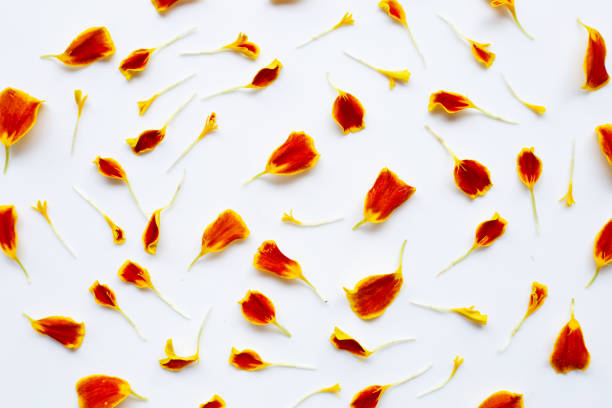 istock Beautiful red yellow marigold flower petals on white 1090855710