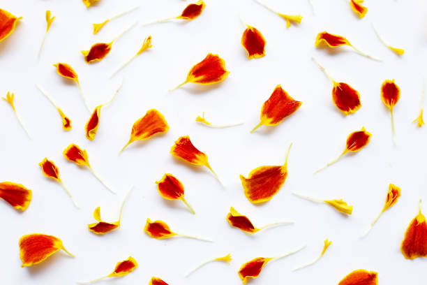 istock Beautiful red yellow marigold flower petals  on white 1090855734