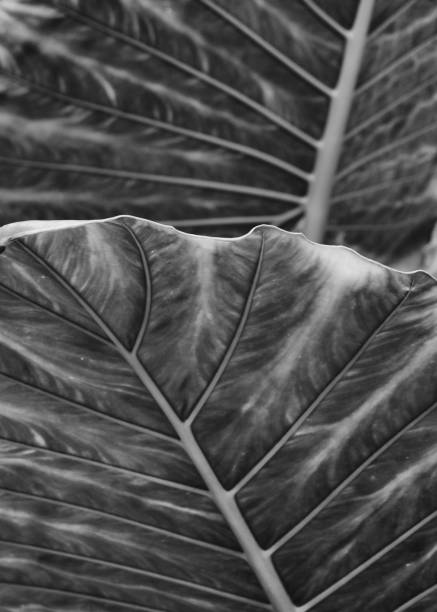 istock monochrome large abstract striped leaf tropical abstract nature background 1090857218