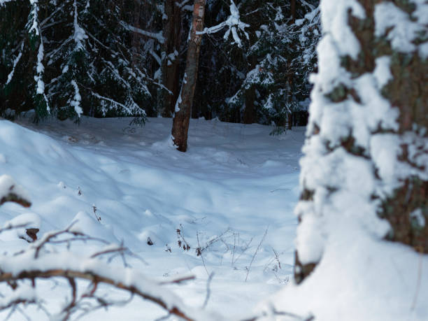 istock Old fir woodland in winter 1090860202