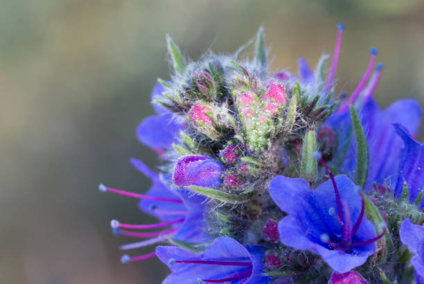 istock Flower in the summer 1090872234