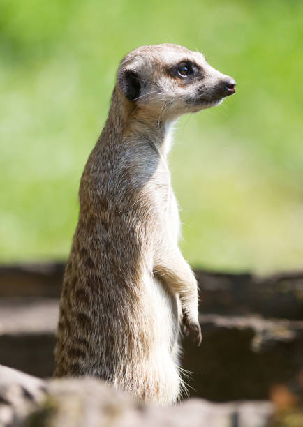 istock Meerkat - Suricata suricatta 1090872260