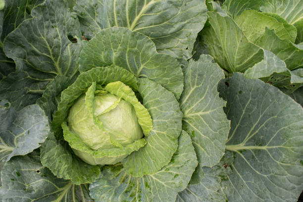 istock green organic cabbage close up background 1090872312