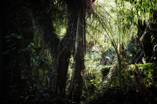 istock early morning inside subtropical forest backdrop 1090872824