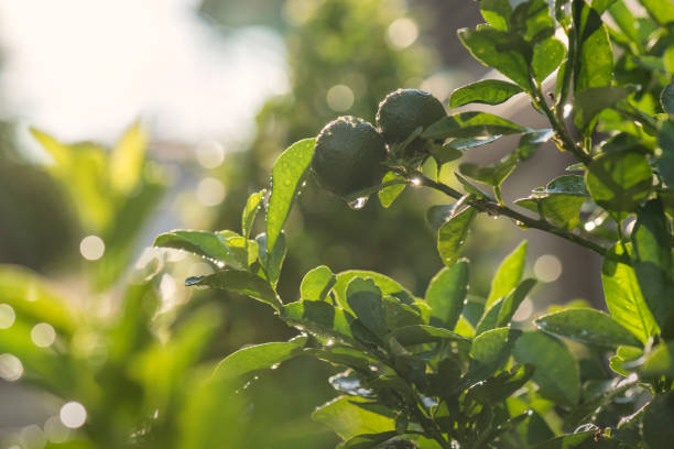 Bergamot with green foliage tree Bergamot and green spring foliage leaf with dew drops after raining and bokeh sunset background. Abstract Nature pattern. Agriculture and herb industry. sunset dew stock pictures, royalty-free photos & images