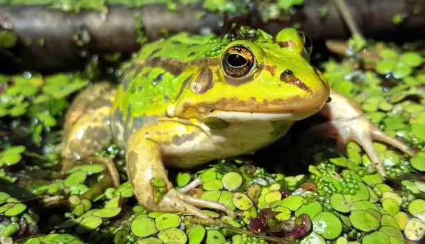 Close up picture with selective focus of a green waterfrog (Rana esculenta complex) in a pond with duckweed. The picture is shot in Bialowieza national park in Eastern Poland. One of the last preserved old-growth forests in Europe.