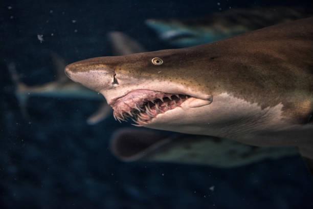 Close-up of a Sand Shark shot from below
