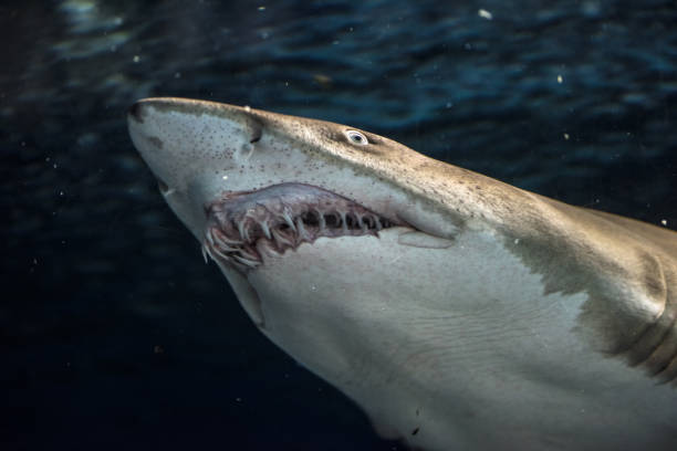 istock Close-up of a Sand Shark shot from below 1090879908