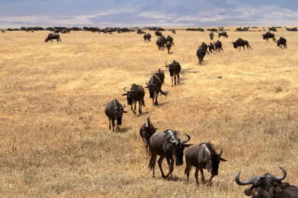Wildebeest in the savannah of the Serengeti in Tanzania