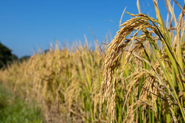 istock yellow rice in the field with blue sky background. 1090882606
