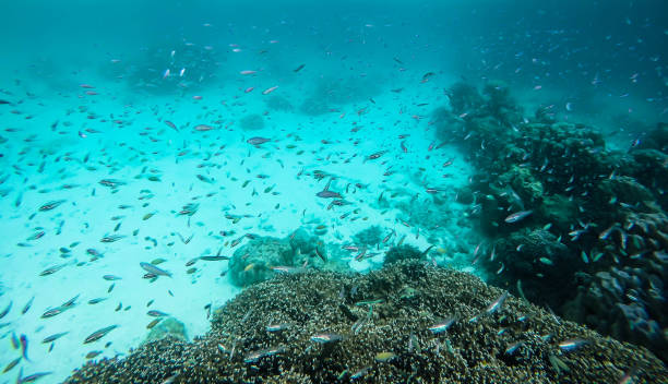 istock colorful coral reef in thailand 1090884588