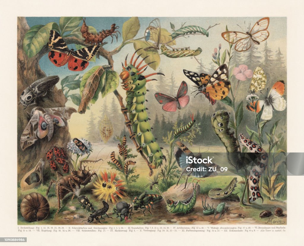 Defence mechanisms of different insects, chromolithograph, published in 1897 Species: 1) Lobster moth (Stauropus fagi); 2) Jersey tiger (Euplagia quadripunctaria); 3) Eastern eyed (Alaus oculatus); 4) Hairy sweep (Canephora hirsuta); 5) Eyed hawk-moth (Smerinthus ocellatus); 6) Brazilian Lithosiide (Silk-worm, Bombycidae, cocoon); 7) Crepuscular burnet (Zygaena carniolica); 8) Firebug (Pyrrhocoris apterus); 9) Small emperor moth (Saturnia pavoniella, cocoon); 10) Sphäroniscus cingulicornis (caterpillar); 11) Megalodon (extinct); 12) Bombardier beetle (Pheropsophus jessoensis); 13) Devil's coach horse beetle (Ocypus olens); 14) Acronicta aceris; 16) Imperial moth (Eacles imperialis, caterpillar); 17) Bloody-nosed Beetle (Timarcha goettingensis); 18) Oil beetle (Meloe variegatus); 19) Puss moth (Cerura vinula, caterpillar); 20) Andromeda satyr (Cithaerias andromeda); 21-22) Eyed hawk-moth (Smerinthus ocellatus, caterpillars); 23) Cream-spot tiger (Arctia villica); 24) Cinnabar moth (Tyria jacobaeae) and caterpillar (15); 25) Swallowtail (Papilio machaon, caterpillar); 26) Blue-winged grasshopper (Oedipoda caerulescens); 27) Hoplia argentea; 28-29) Elephant hawk moth (Deilephila elpenor, caterpillars); 30) Mediterranean hawk-moth (Hyles nicaea, caterpillar); 31) Pteronymia; 32-33) Orange tip (Anthocharis cardamines) and pupae (34-35); 36) Pill millipede (Glomeris limbata).
Defence mechanisms of different insects: I) Threat posture: 1, 13, 16, 19, 25, 28, 29. - II) Signal colors and drawings for deterrent: 2, 3, 5, 26. - III) Protection colors (imitation): 7, 8, 15, 23, 24, 30. - IV) Artillerymen: 12, 19. - V) Deterrent secretions: 17, 18. - VI) Defensive hairs and spikes: 11, 14. - VII) Furl: 10, 14, 36. - VIII) To feign death: 27. - IX) Masking: 4. - X) Concealment: 20, 31, 32 - 35. XI) Color timing: 21, 22. - XII) Cocoon protection: 6, 9. Chromolithograph, published in 1897. Engraving stock illustration