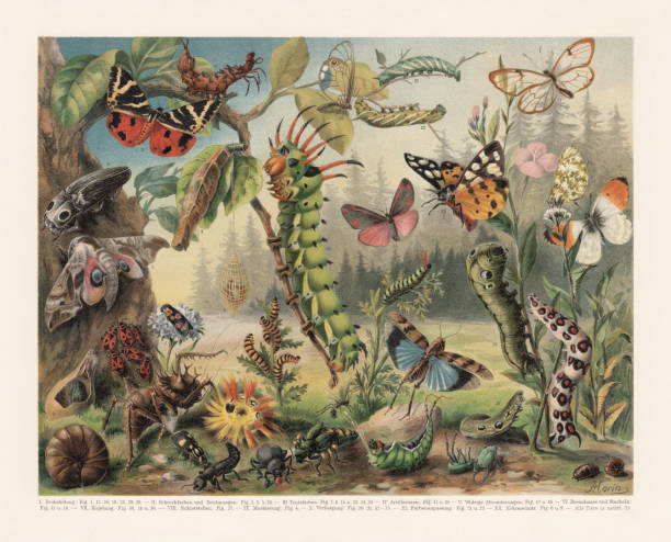 Defence mechanisms of different insects, chromolithograph, published in 1897 Species: 1) Lobster moth (Stauropus fagi); 2) Jersey tiger (Euplagia quadripunctaria); 3) Eastern eyed (Alaus oculatus); 4) Hairy sweep (Canephora hirsuta); 5) Eyed hawk-moth (Smerinthus ocellatus); 6) Brazilian Lithosiide (Silk-worm, Bombycidae, cocoon); 7) Crepuscular burnet (Zygaena carniolica); 8) Firebug (Pyrrhocoris apterus); 9) Small emperor moth (Saturnia pavoniella, cocoon); 10) Sphäroniscus cingulicornis (caterpillar); 11) Megalodon (extinct); 12) Bombardier beetle (Pheropsophus jessoensis); 13) Devil's coach horse beetle (Ocypus olens); 14) Acronicta aceris; 16) Imperial moth (Eacles imperialis, caterpillar); 17) Bloody-nosed Beetle (Timarcha goettingensis); 18) Oil beetle (Meloe variegatus); 19) Puss moth (Cerura vinula, caterpillar); 20) Andromeda satyr (Cithaerias andromeda); 21-22) Eyed hawk-moth (Smerinthus ocellatus, caterpillars); 23) Cream-spot tiger (Arctia villica); 24) Cinnabar moth (Tyria jacobaeae) and caterpillar (15); 25) Swallowtail (Papilio machaon, caterpillar); 26) Blue-winged grasshopper (Oedipoda caerulescens); 27) Hoplia argentea; 28-29) Elephant hawk moth (Deilephila elpenor, caterpillars); 30) Mediterranean hawk-moth (Hyles nicaea, caterpillar); 31) Pteronymia; 32-33) Orange tip (Anthocharis cardamines) and pupae (34-35); 36) Pill millipede (Glomeris limbata).
Defence mechanisms of different insects: I) Threat posture: 1, 13, 16, 19, 25, 28, 29. - II) Signal colors and drawings for deterrent: 2, 3, 5, 26. - III) Protection colors (imitation): 7, 8, 15, 23, 24, 30. - IV) Artillerymen: 12, 19. - V) Deterrent secretions: 17, 18. - VI) Defensive hairs and spikes: 11, 14. - VII) Furl: 10, 14, 36. - VIII) To feign death: 27. - IX) Masking: 4. - X) Concealment: 20, 31, 32 - 35. XI) Color timing: 21, 22. - XII) Cocoon protection: 6, 9. Chromolithograph, published in 1897. smerinthus ocellatus stock illustrations