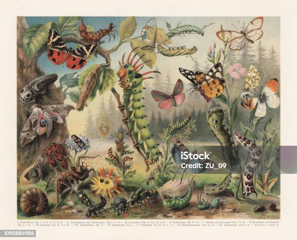 Defence Mechanisms Of Different Insects Chromolithograph Published In 1897 Stock Illustration - Download Image Now
