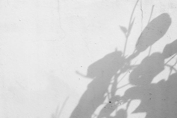 istock Black and White abstract background textuer of shadows leaf on a concrete wall 1090885408