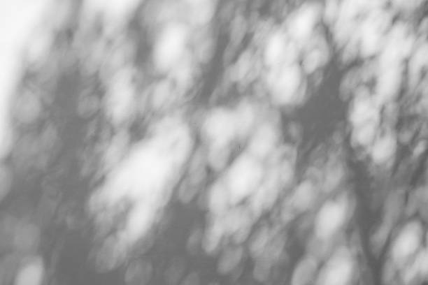 istock Black and White abstract background textuer of shadows leaf on a concrete wall 1090885996