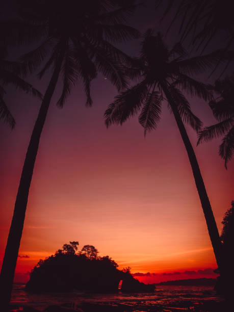 Coconut palms and bright sunset at beach with ocean
