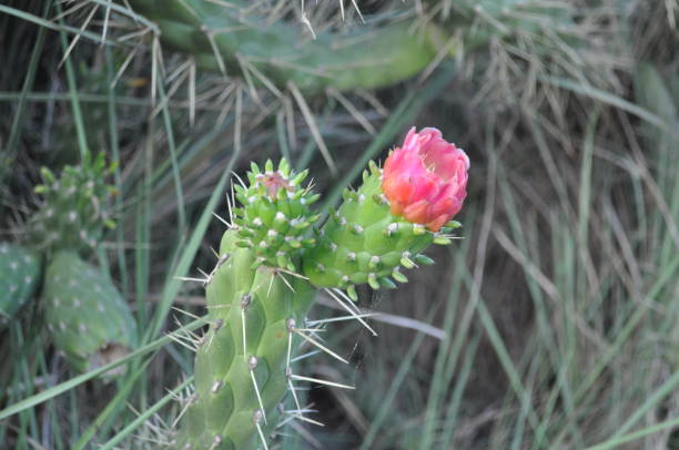 istock The beautiful Cactus flower in garden 1090892050