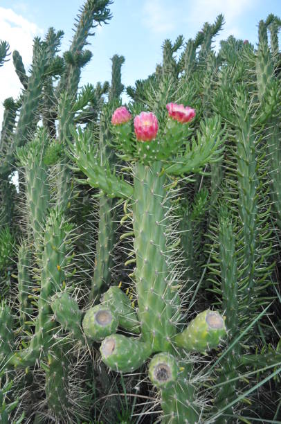 istock The beautiful Cactus flower in garden 1090893150