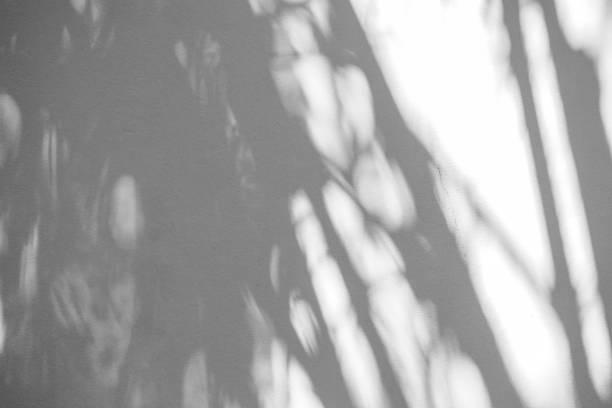 istock Black and White abstract background textuer of shadows leaf on a concrete wall 1090896156