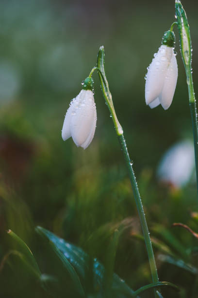 istock Galanthus nivalis After The Rain 1090896932