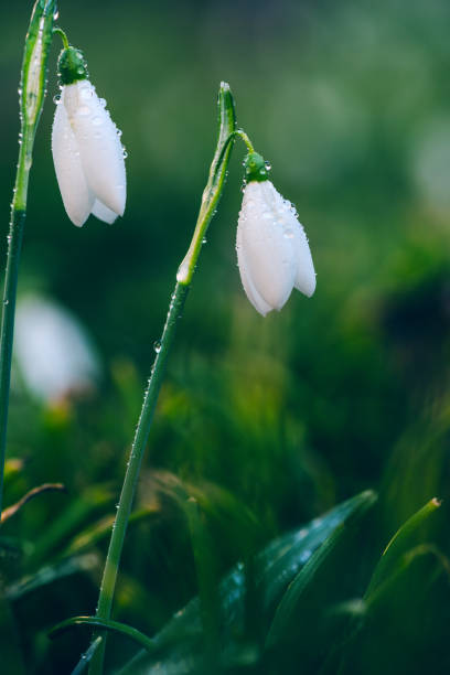 istock Galanthus nivalis After The Rain 1090901964