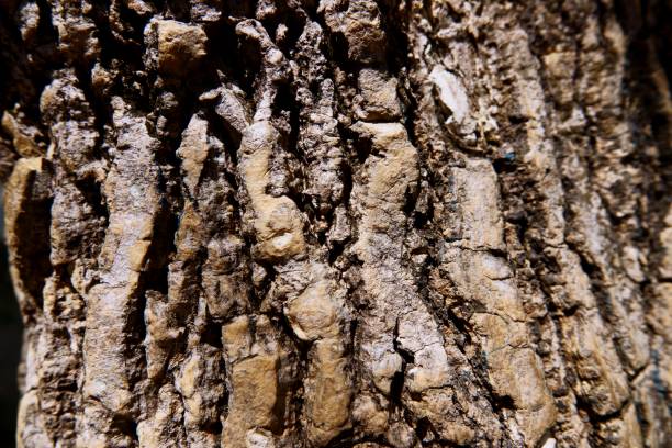 istock Close-up tree bark texture as a wooden background 1090902192