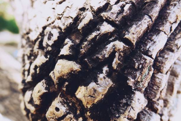 istock Close-up tree bark texture as a wooden background 1090902308