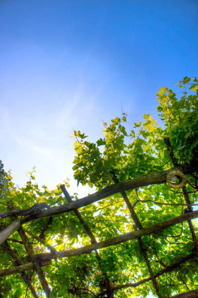 istock Pergola covered by the vine plant 1090908192