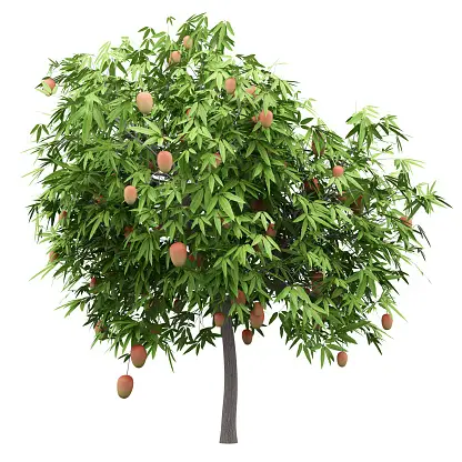 Mango Treeview Best 500+ Mango Tree Pictures | Download Free Images on Unsplash
