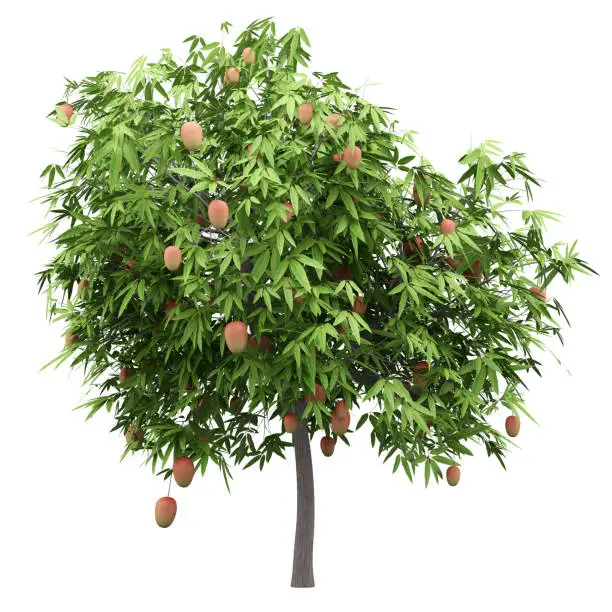 Photo of mango tree with mango fruits isolated on white background