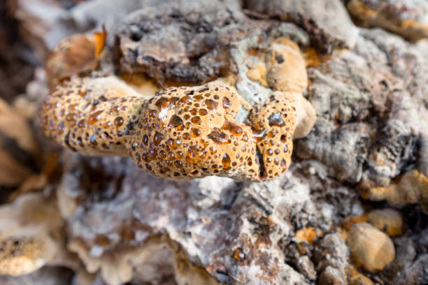 Warted Oak Polypore Fungus, Also Know As Weeping Conk, Weeping Polypore, Oak Bracket, Inonotus Dryadeus