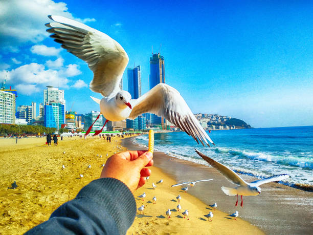 istock The seagull trying to eat a Saeukkang snack 1090910064