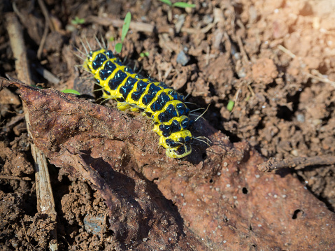 Yellow black caterpillar crawling on the ground