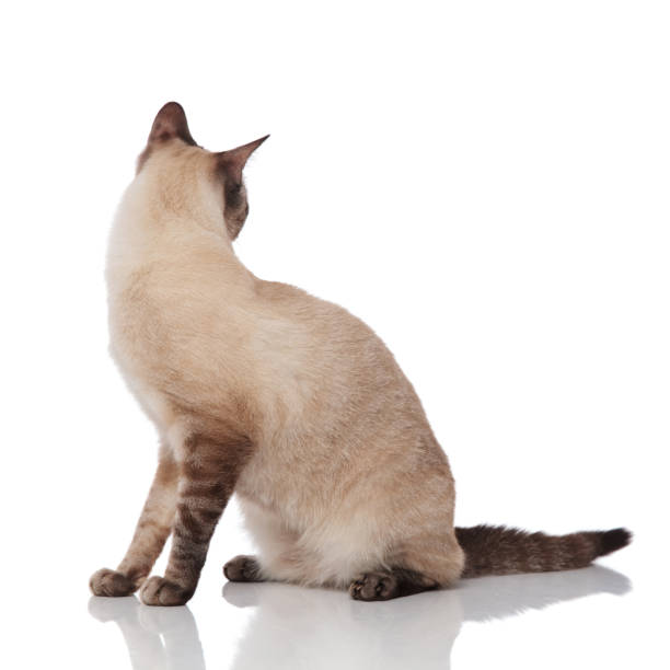 istock side view of adorable grey cat sitting and looking behind 1090920830