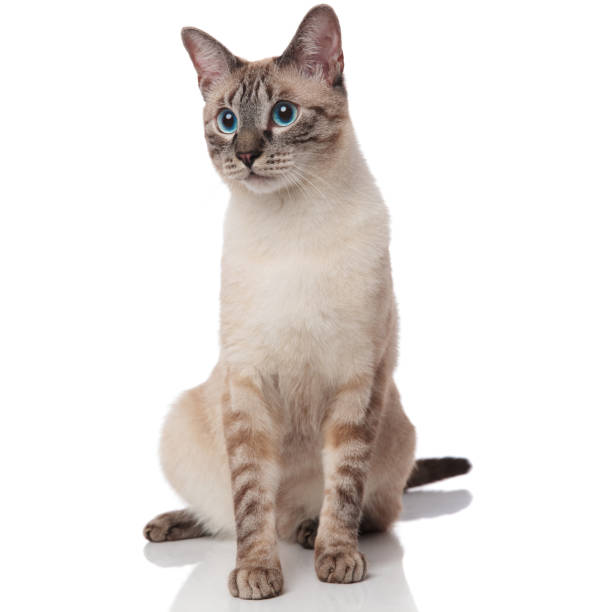 istock curious grey metis cat sits and looks to side 1090920846