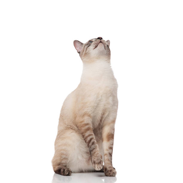istock playful burmese cat sits with paw raised and looks up 1090920918