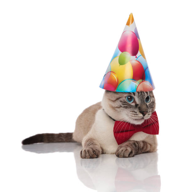 istock classy burmese cat with birthday hat looks to side 1090920984
