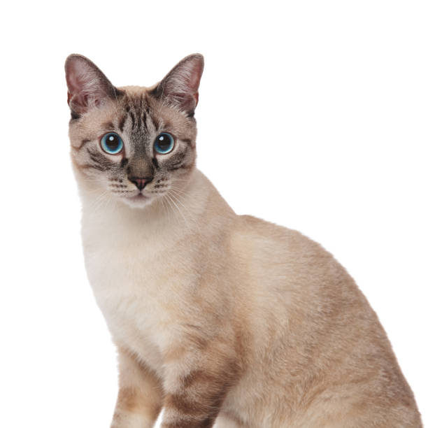 istock close up of cute grey cat with blue eyes 1090921180