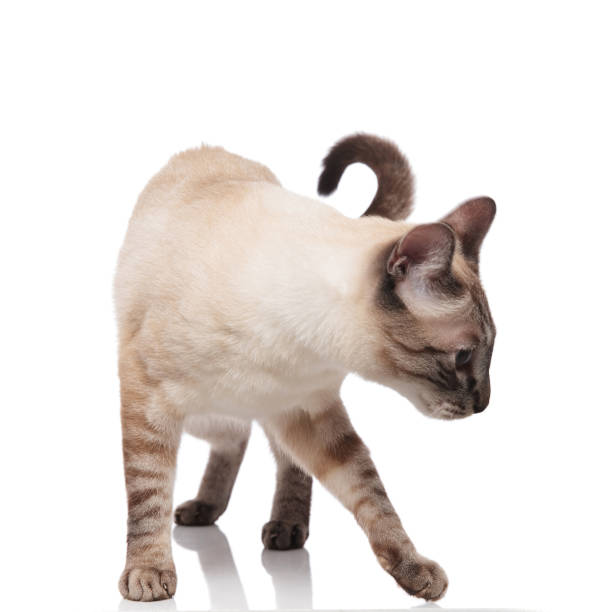 curious burmese cat standing and looking down to side curious burmese cat standing on white background and looking down to side cat sniff stock pictures, royalty-free photos & images