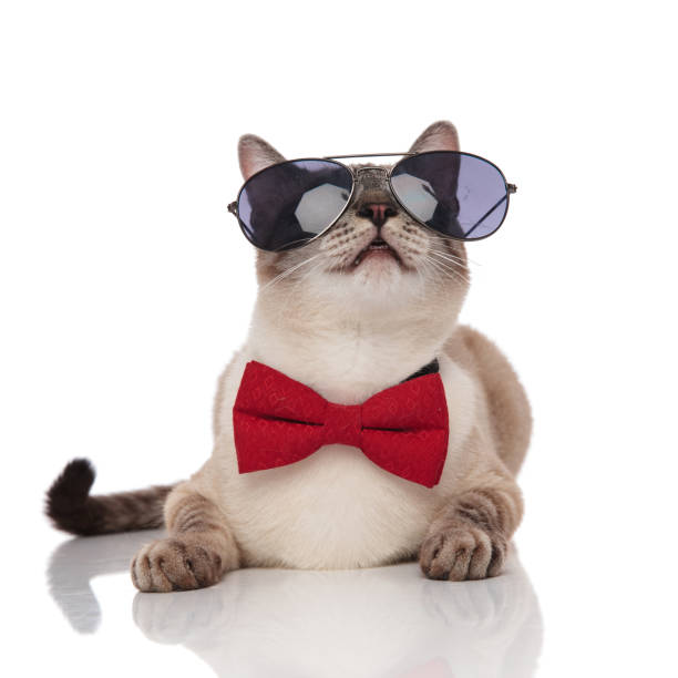 istock lovely elegant cat with sunglasses resting and looking up 1090921302
