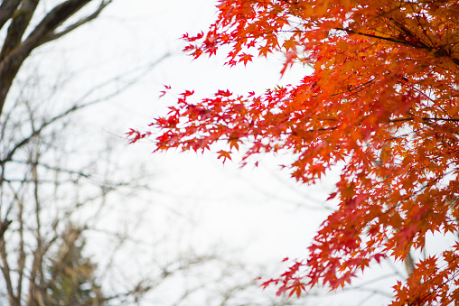 Red color maple in autumn season show nature background