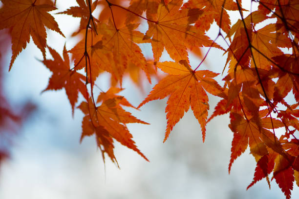 istock Red maple in autumn season 1090924102