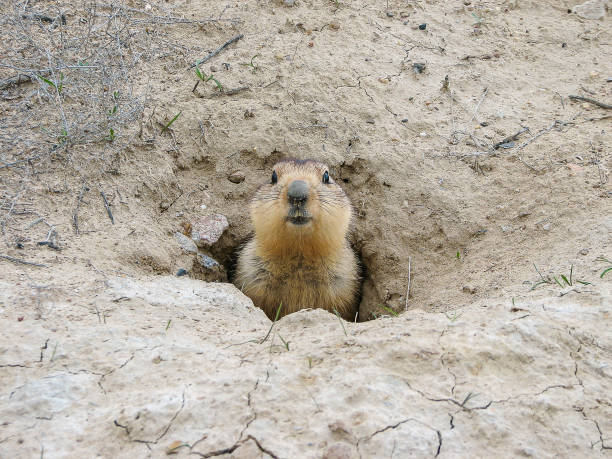 istock Groundhog after hibernation, Baikonur, Kazakhstan 1090929638