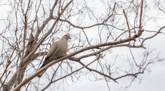 A grey pigeon bird sitting alone on a no leaf tree branch, cold, winter time
