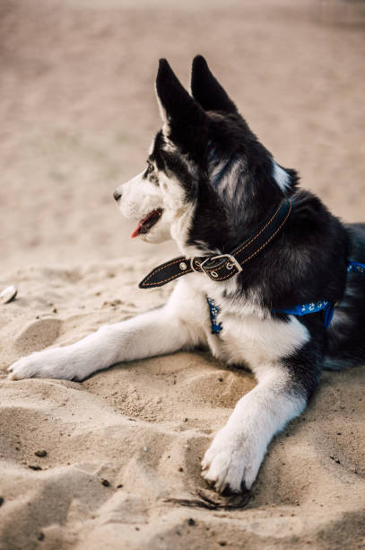 lindo husky siberiano cachorro brincar com o brinquedo ao ar livre em uma praia em clima de verão ensolarado - puppy dog toy outdoors - fotografias e filmes do acervo