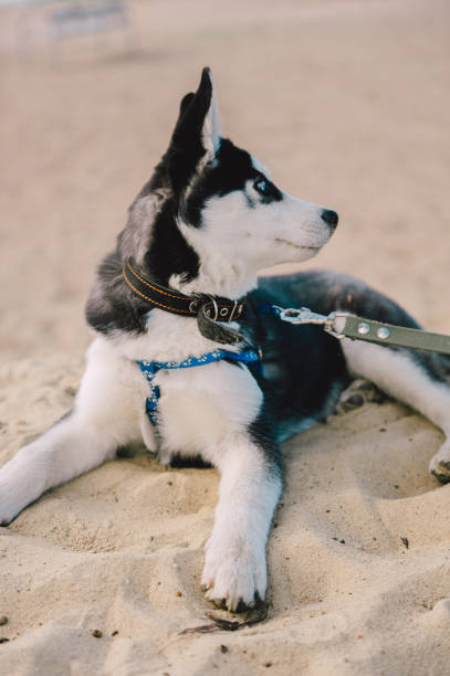 lindo husky siberiano cachorro brincar com o brinquedo ao ar livre em uma praia em clima de verão ensolarado - puppy dog toy outdoors - fotografias e filmes do acervo